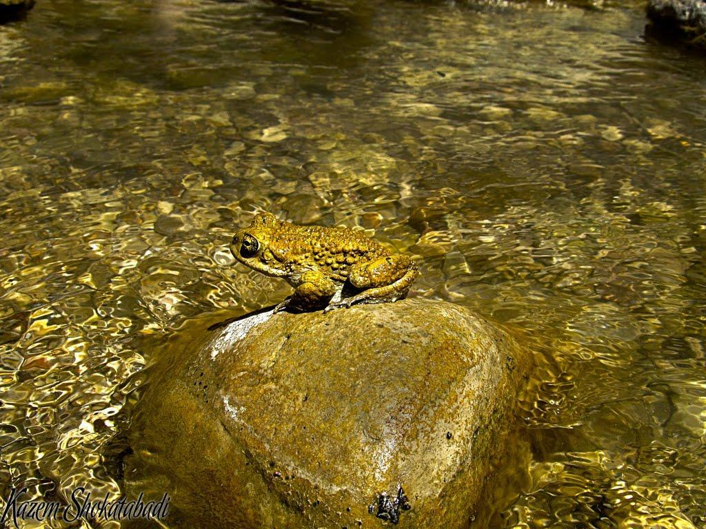 Morteza Ali Hot Spring