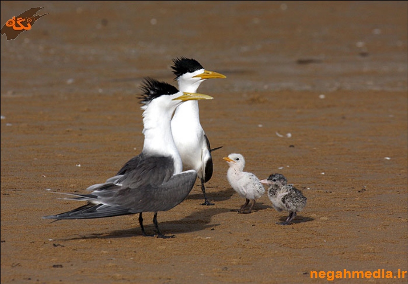 Nayband National Marine Park