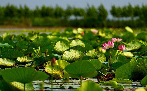 Hamid Abad Lagoon, Sari