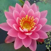 Lotus Park, Sari