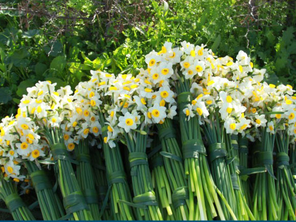 Daffodil Flowerbed of Kazerun