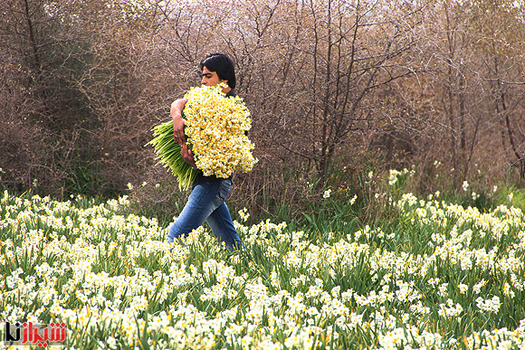 Daffodil Flowerbed of Kazerun