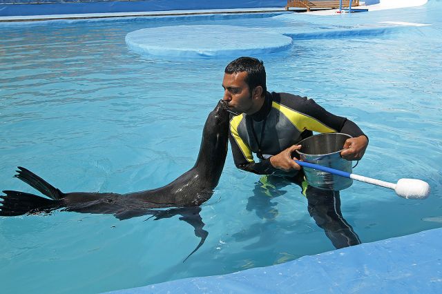 Dolphins Park of Kish