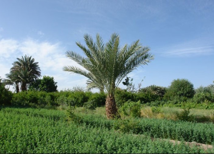 Ladiz Village