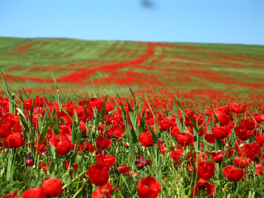 Poppy and Sunflower Plain of Kalpoosh