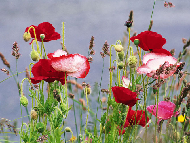 Poppy and Sunflower Plain of Kalpoosh