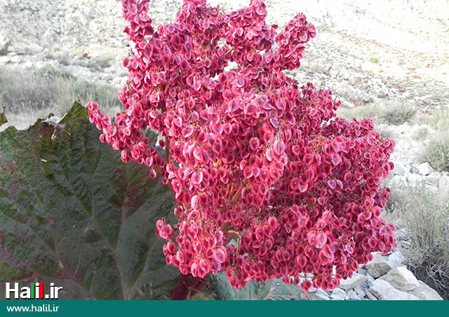 Rhubarb Meadow of Shahr-e Babak