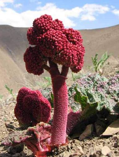 Rhubarb Meadow of Shahr-e Babak