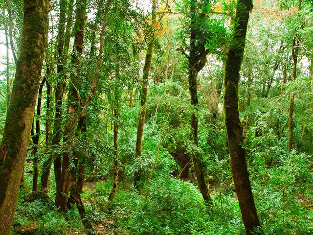 Sisangan Forest Park