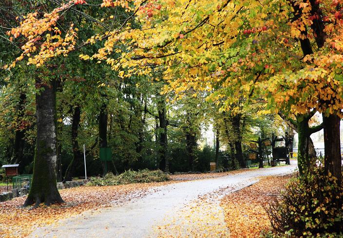 Sisangan Forest Park