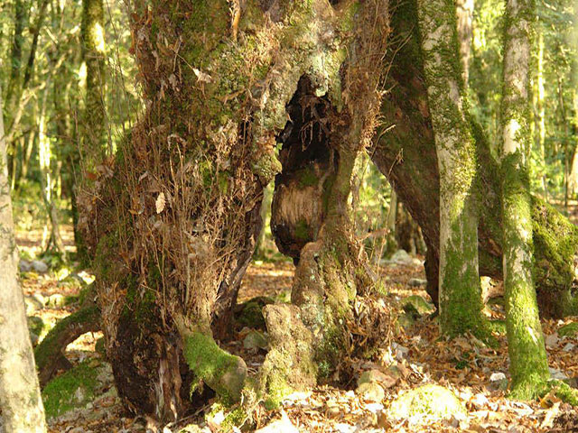 Sisangan Forest Park