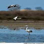 Miankaleh Protected Area