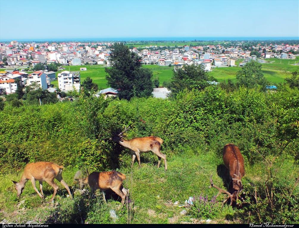 Siyahdaran Forest Park