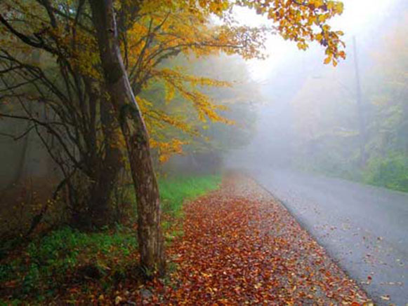 Alangdareh Forest park