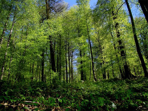 Namak Abrud Forest Park