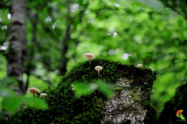 Lavij Forest and Hot Springs