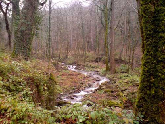 Kordkuy Forest Park