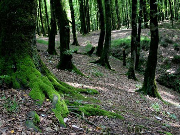 Kordkuy Forest Park