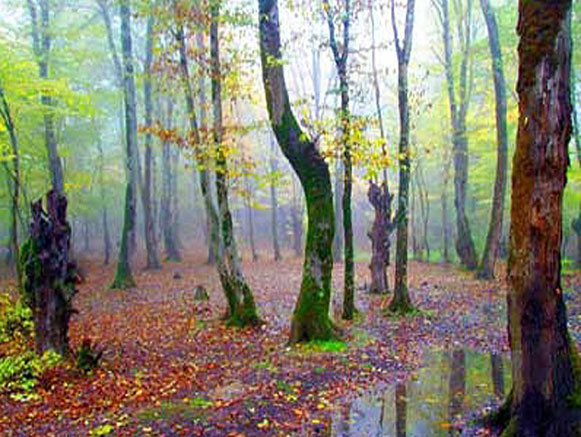 Lowe Protected Area
