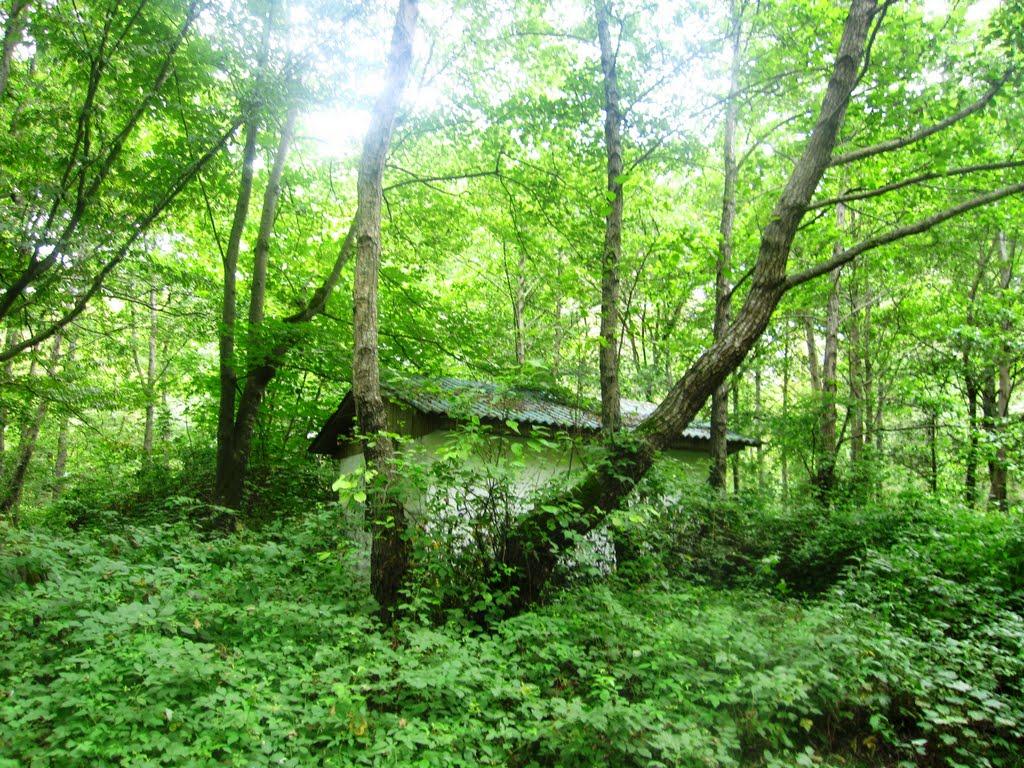 Nur Forest Park