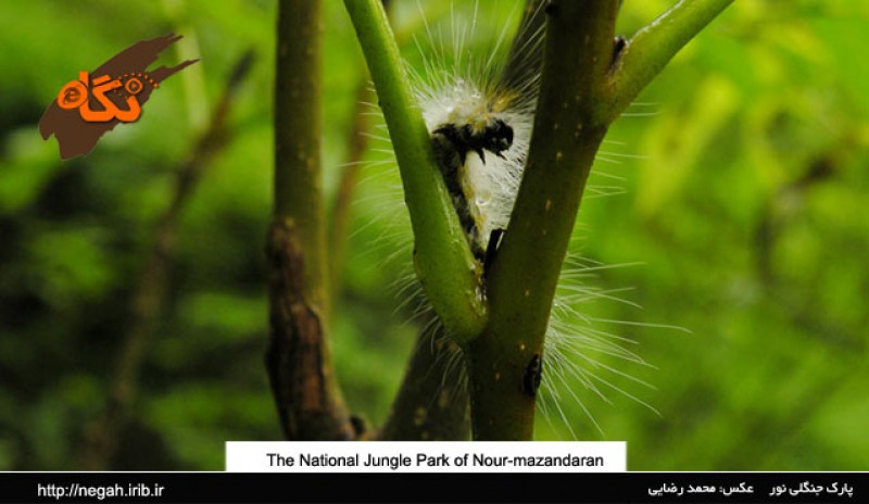 Nur Forest Park