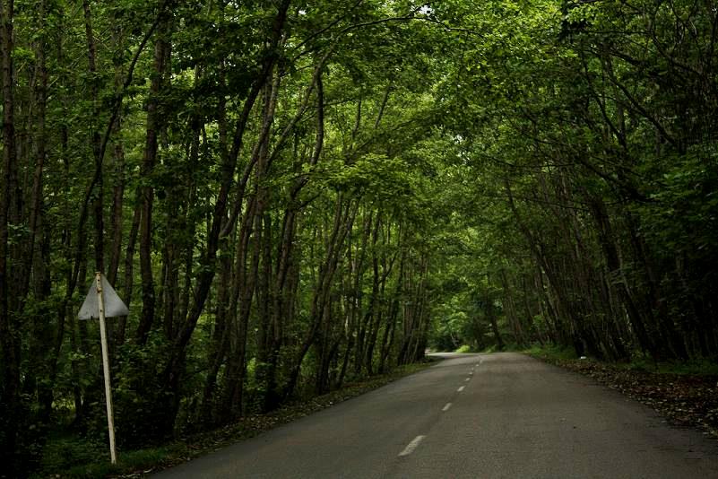 Nur Forest Park
