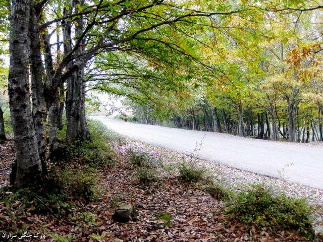 Saravan Forest Park