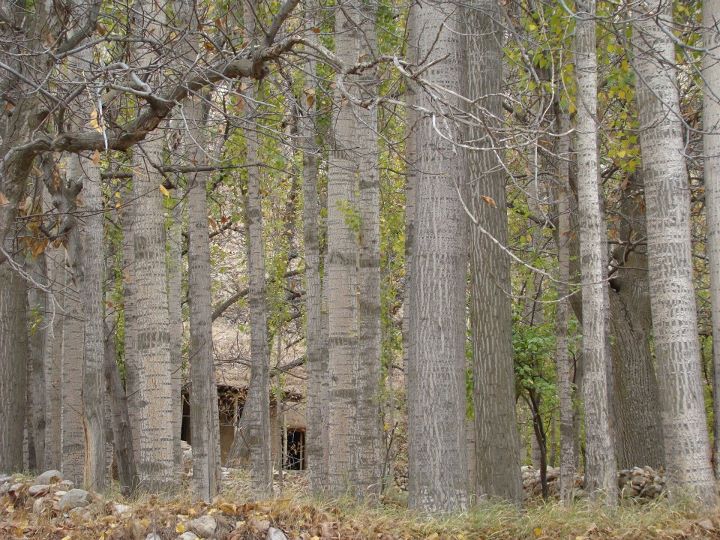 Khosraviyeh