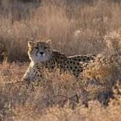 Mian Dasht Wildlife shelter