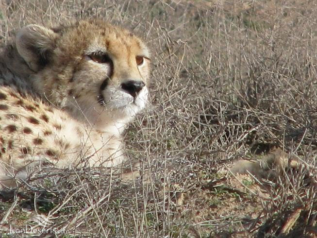 Mian Dasht Wildlife shelter