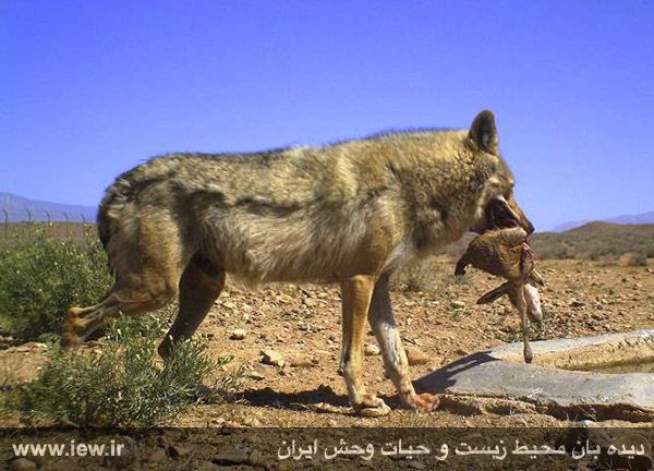 Mian Dasht Wildlife shelter