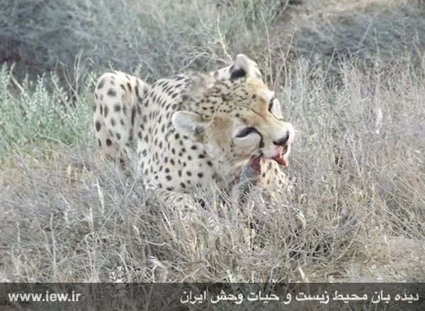 Mian Dasht Wildlife shelter