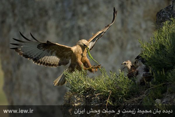 Shirahmad Wildlife Shelter