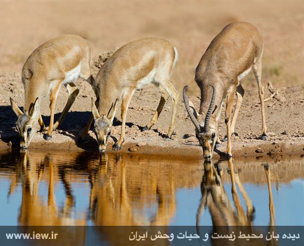 Shirahmad Wildlife Shelter
