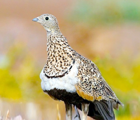 Shirahmad Wildlife Shelter