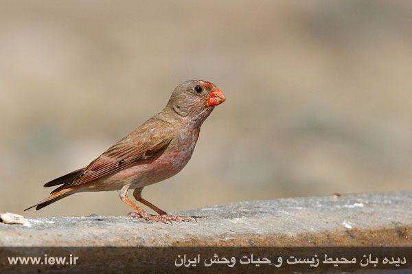 Shirahmad Wildlife Shelter
