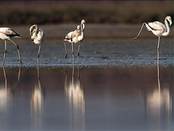 Triple Lagoons of Golestan Province