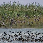 International Lagoon of Amir Kalayeh