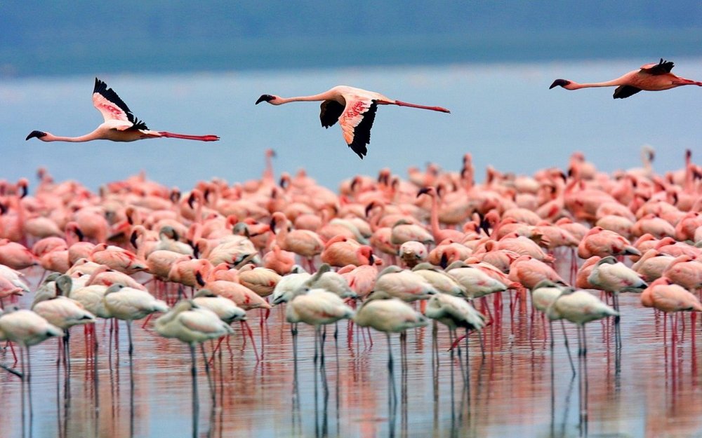 Famous Wetlands of Maku