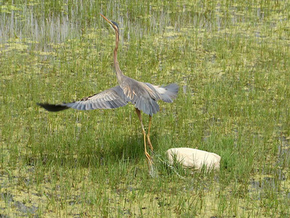 Famous Wetlands of Maku