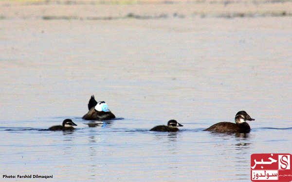 Famous Wetlands of Maku