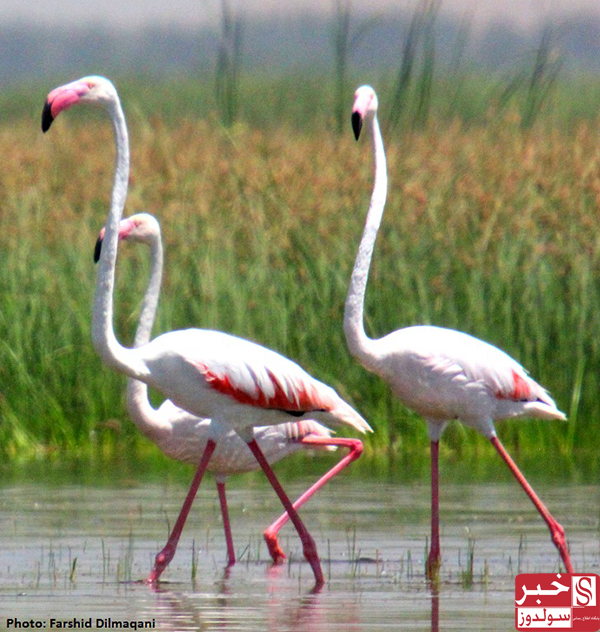 Famous Wetlands of Maku