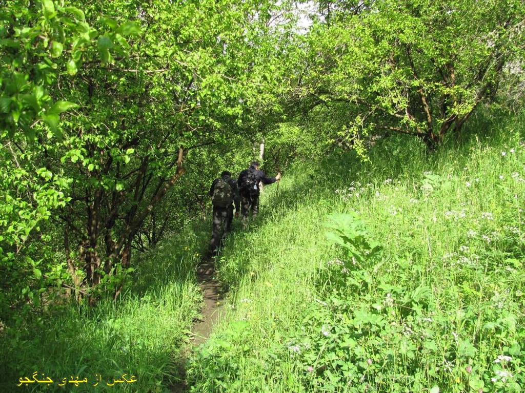Jungle so Hurand