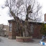 Sycamore Tree of Azarshahr