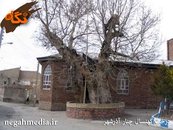 Sycamore Tree of Azarshahr