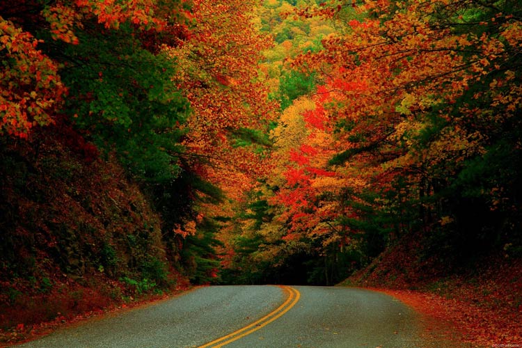 Chalus Road