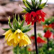 Fritillaries