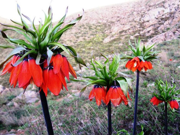 Fritillaries