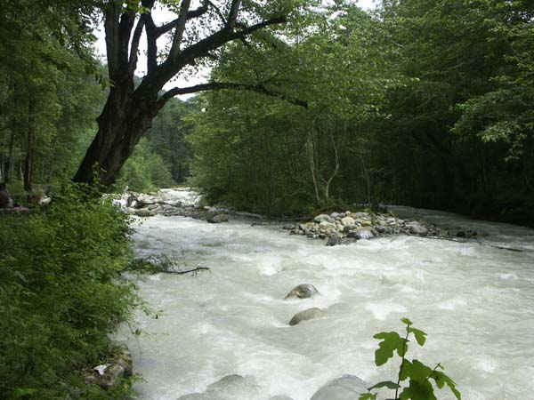 Dohezar forest of Tonekabon