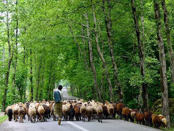 Dohezar forest of Tonekabon